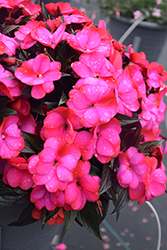 Infinity Blushing Lilac New Guinea Impatiens (Impatiens hawkeri 'Visinfblla') at Bayport Flower Houses