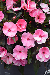 Infinity Pink New Guinea Impatiens (Impatiens hawkeri 'Infinity Pink') at Bayport Flower Houses