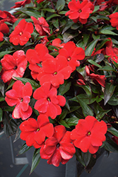 Infinity Red New Guinea Impatiens (Impatiens hawkeri 'Vinfsalbis') at Bayport Flower Houses