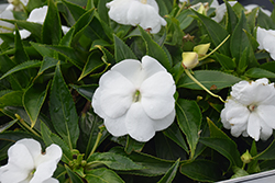 Infinity White New Guinea Impatiens (Impatiens hawkeri 'Visinfwhiimp') at Bayport Flower Houses