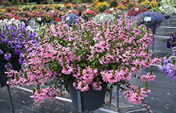 Whirlwind Pink Fan Flower (Scaevola aemula 'Whirlwind Pink') at Bayport Flower Houses