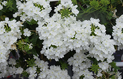 Superbena Whiteout Verbena (Verbena 'RIKA1832M3') at Bayport Flower Houses