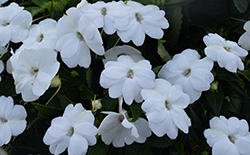 SunPatiens Vigorous White New Guinea Impatiens (Impatiens 'SAKIMP065') at Bayport Flower Houses