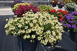 Nesia Sunshine Nemesia (Nemesia 'Nesia Sunshine') at Bayport Flower Houses