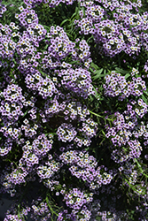 Lavender Stream Sweet Alyssum (Lobularia maritima 'Lavender Stream') at Bayport Flower Houses