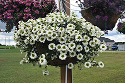Surdiva White Fan Flower (Scaevola aemula 'Surdiva White') at Bayport Flower Houses