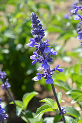 Rockin' Playin' The Blues Salvia (Salvia 'Balsamispim') at Bayport Flower Houses