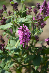 New Dimension Rose Meadow Sage (Salvia nemorosa 'New Dimension Rose') at Bayport Flower Houses