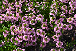 Whirlwind Pink Fan Flower (Scaevola aemula 'Whirlwind Pink') at Bayport Flower Houses