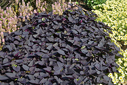 Sweet Caroline Sweetheart Jet Black Sweet Potato Vine (Ipomoea batatas 'NCORNSP-021SHJB') at Bayport Flower Houses