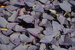 Sweet Caroline Sweetheart Jet Black Sweet Potato Vine (Ipomoea batatas 'NCORNSP-021SHJB') at Bayport Flower Houses