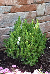 NewGen Freedom Boxwood (Buxus 'SB 300') at Bayport Flower Houses