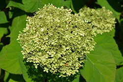 Lime Rickey Smooth Hydrangea (Hydrangea arborescens 'SMNHALR') at Bayport Flower Houses