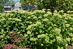 Lime Rickey Smooth Hydrangea (Hydrangea arborescens 'SMNHALR') at Bayport Flower Houses