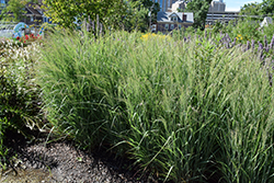 Prairie Winds Apache Rose Switch Grass (Panicum virgatum 'Apache Rose') at Bayport Flower Houses