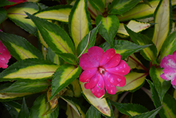 SunPatiens Compact Tropical Rose New Guinea Impatiens (Impatiens 'SunPatiens Compact Tropical Rose') at Bayport Flower Houses