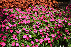 SunPatiens Vigorous Rose Pink New Guinea Impatiens (Impatiens 'SAKIMP052') at Bayport Flower Houses