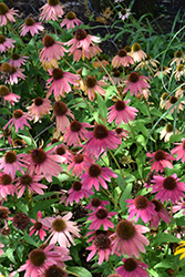 Artisan Red Ombre Coneflower (Echinacea 'PAS1257973') at Bayport Flower Houses