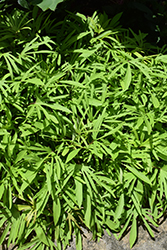 Sweet Caroline Medusa Green Sweet Potato Vine (Ipomoea batatas 'Sweet Caroline Medusa Green') at Bayport Flower Houses
