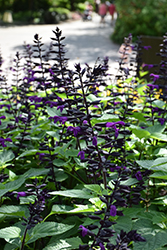 Rockin' Deep Purple Sage (Salvia 'BBSAL09001') at Bayport Flower Houses