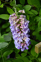 Amethyst Falls Wisteria (Wisteria frutescens 'Amethyst Falls') at Bayport Flower Houses