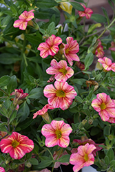 Superbells Tropical Sunrise Calibrachoa (Calibrachoa 'INCALTRSUN') at Bayport Flower Houses