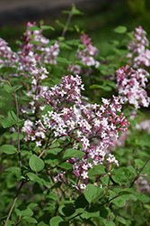 Flowerfesta Pink Dwarf Lilac (Syringa meyeri 'ANNY2013-18') at Bayport Flower Houses