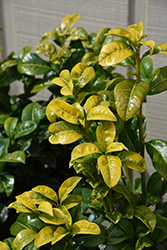 Volcano Cherry Laurel (Prunus laurocerasus 'Jong1') at Bayport Flower Houses