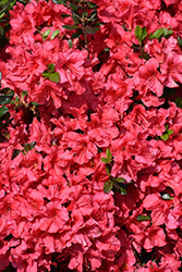 Johanna Azalea (Rhododendron 'Johanna') at Bayport Flower Houses