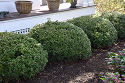 Sprinter Boxwood (Buxus microphylla 'Bulthouse') at Bayport Flower Houses