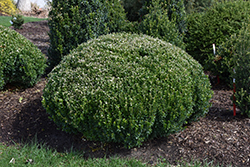 Sprinter Boxwood (Buxus microphylla 'Bulthouse') at Bayport Flower Houses