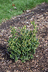 NewGen Independence Boxwood (Buxus 'SB 108') at Bayport Flower Houses