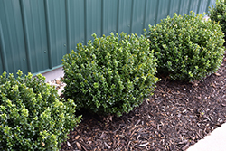 NewGen Freedom Boxwood (Buxus 'SB 300') at Bayport Flower Houses