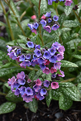 Pretty In Pink Lungwort (Pulmonaria 'Pretty In Pink') at Bayport Flower Houses