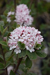 Spice Girl Koreanspice Viburnum (Viburnum carlesii 'Spiro') at Bayport Flower Houses