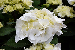 Zebra Hydrangea (Hydrangea macrophylla 'Zebra') at Bayport Flower Houses