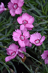 Mountain Frost Pink Twinkle Pinks (Dianthus 'KonD1060K3') at Bayport Flower Houses