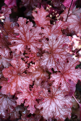 Ruby Tuesday Coral Bells (Heuchera 'Ruby Tuesday') at Bayport Flower Houses