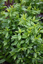 Straight Talk Privet (Ligustrum vulgare 'Swift') at Bayport Flower Houses