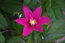 Boulevard Acropolis Clematis (Clematis 'Evipo078') at Bayport Flower Houses