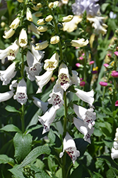 Dalmatian White Foxglove (Digitalis purpurea 'Dalmatian White') at Bayport Flower Houses