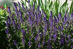 Violet Riot Sage (Salvia nemorosa 'Violet Riot') at Bayport Flower Houses