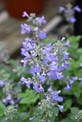 Picture Purrfect Catmint (Nepeta 'Picture Purrfect') at Bayport Flower Houses