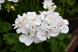 Patriot White Geranium (Pelargonium 'Patriot White') at Bayport Flower Houses