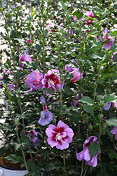 Purple Pillar Rose of Sharon (Hibiscus syriacus 'Gandini Santiago') at Bayport Flower Houses