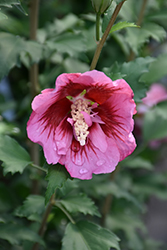 Red Pillar Rose of Sharon (Hibiscus syriacus 'GFNHSRP') at Bayport Flower Houses