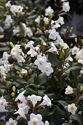 Wine & Spirits Weigela (Weigela florida 'SMNWFGC') at Bayport Flower Houses