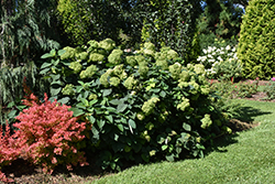 Invincibelle Sublime Smooth Hydrangea (Hydrangea arborescens 'SMNHRL') at Bayport Flower Houses