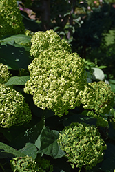 Invincibelle Sublime Smooth Hydrangea (Hydrangea arborescens 'SMNHRL') at Bayport Flower Houses