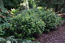 Invincibelle Lace Hydrangea (Hydrangea arborescens 'SMNHRLL') at Bayport Flower Houses